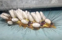 Lagarta aparece coberta de ‘casulos’ brancos em SP e revela ciclo surpreendente da natureza