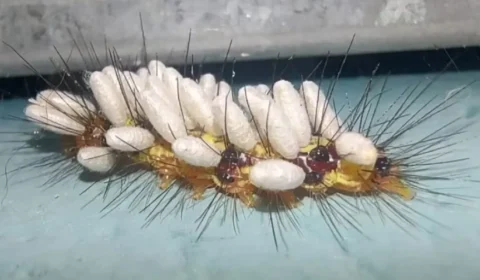 Lagarta aparece coberta de ‘casulos’ brancos em SP e revela ciclo surpreendente da natureza