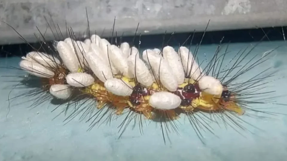 Lagarta aparece coberta de ‘casulos’ brancos em SP e revela ciclo surpreendente da natureza