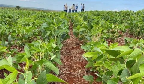 Soja: Acre inicia período de plantio e reforça controle contra pragas nas lavouras