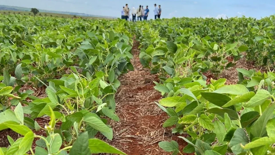 Soja: Acre inicia período de plantio e reforça controle contra pragas nas lavouras