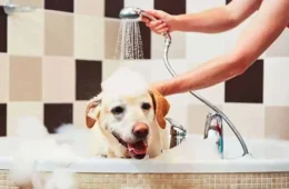 Banho em cachorro: a cada quanto tempo o pet deve ser lavado? Veterinária explica
