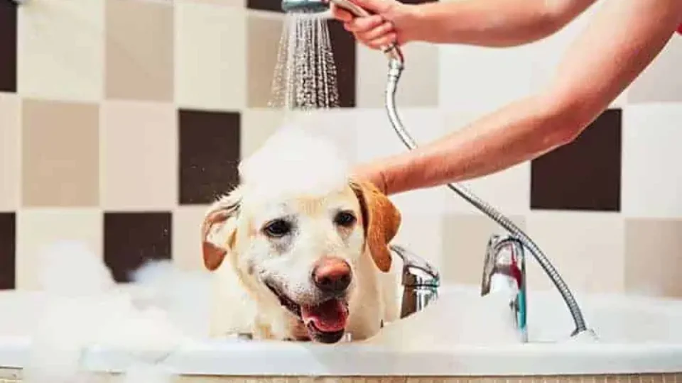 Banho em cachorro: a cada quanto tempo o pet deve ser lavado? Veterinária explica
