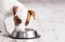 Whey protein para cachorro existe, mas suplemento de humanos pode fazer mal; entenda