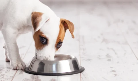 Whey protein para cachorro existe, mas suplemento de humanos pode fazer mal; entenda