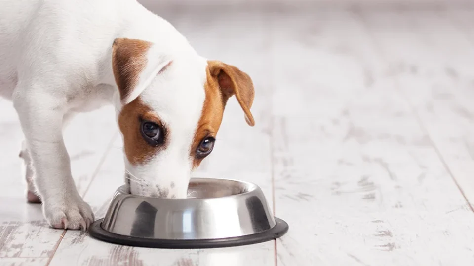 Whey protein para cachorro existe, mas suplemento de humanos pode fazer mal; entenda