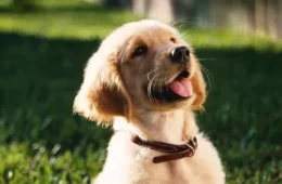 Cães sentem saudade, têm ansiedade e entendem a rotina dos donos? Especialista explica