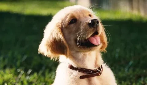 Cães sentem saudade, têm ansiedade e entendem a rotina dos donos? Especialista explica