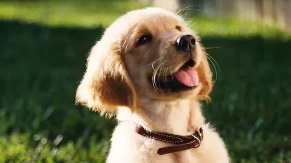 Cães sentem saudade, têm ansiedade e entendem a rotina dos donos? Especialista explica