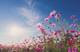 Primavera começa nesta terça sob El Niño muito forte; veja previsão para cada região do Brasil