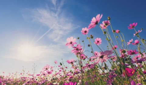 Primavera começa nesta terça sob El Niño muito forte; veja previsão para cada região do Brasil