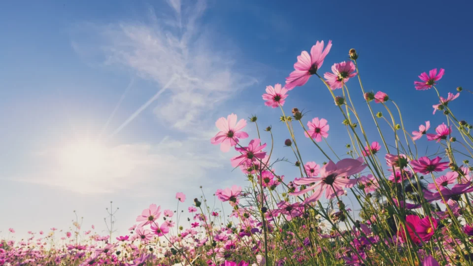Primavera começa nesta terça sob El Niño muito forte; veja previsão para cada região do Brasil