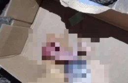 Feto é encontrado dentro de caixa em canal no bairro da Cabanagem, em Belém