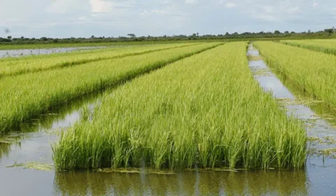 Google anuncia projeto com 200 mil hectares de arroz no Brasil para combater mudanças climáticas