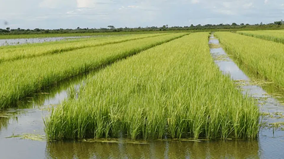Google anuncia projeto com 200 mil hectares de arroz no Brasil para combater mudanças climáticas