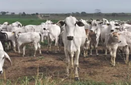 De emissora a sumidouro? Fazenda em SP captura mais carbono do que libera na atmosfera