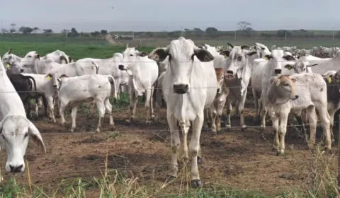 De emissora a sumidouro? Fazenda em SP captura mais carbono do que libera na atmosfera