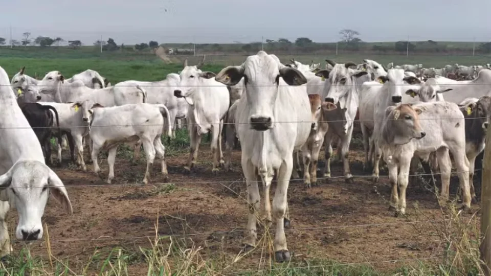 De emissora a sumidouro? Fazenda em SP captura mais carbono do que libera na atmosfera