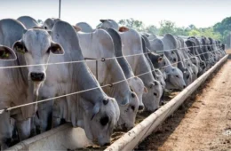 Setor da carne bovina pede período de transição para retomar exportações à União Europeia