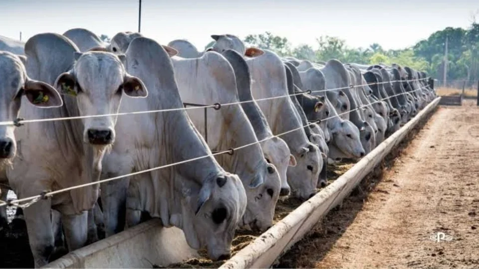 Setor da carne bovina pede período de transição para retomar exportações à União Europeia