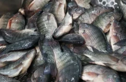 Piscicultores pedem cota para importação de filé de tilápia