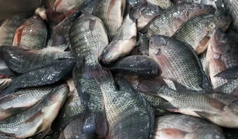 Piscicultores pedem cota para importação de filé de tilápia