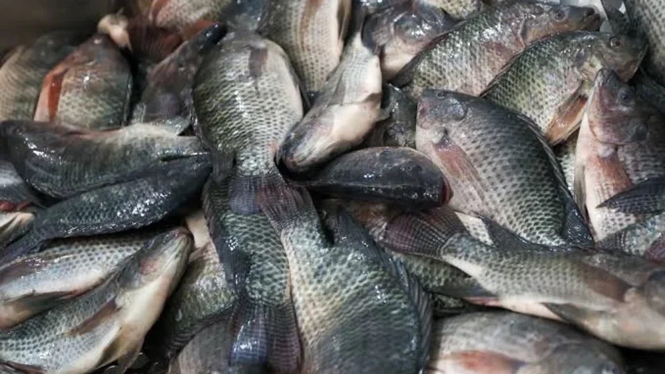 Piscicultores pedem cota para importação de filé de tilápia