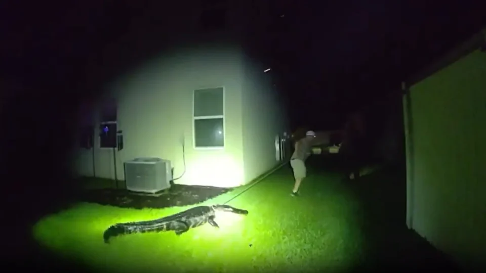 Jacaré de 2,5 metros invade jardim de casa e avança contra policiais nos EUA