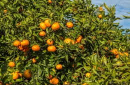 Suco de laranja perde 40% do valor e excesso de oferta pressiona produtores