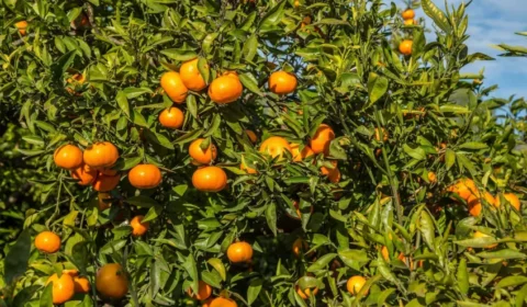 Suco de laranja perde 40% do valor e excesso de oferta pressiona produtores