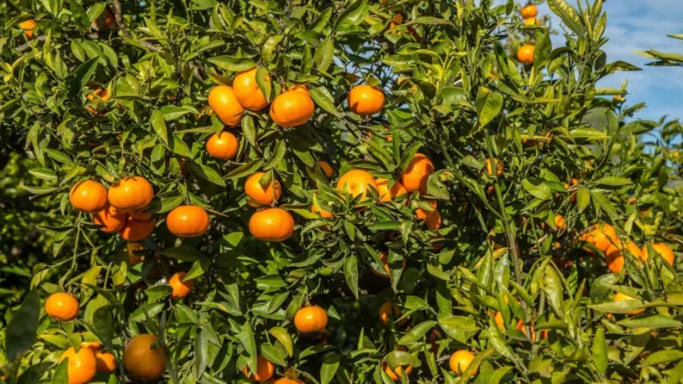 Suco de laranja perde 40% do valor e excesso de oferta pressiona produtores