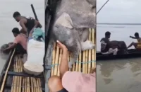 Pescadores salvam bebê elefante de afogamento em rio na Índia