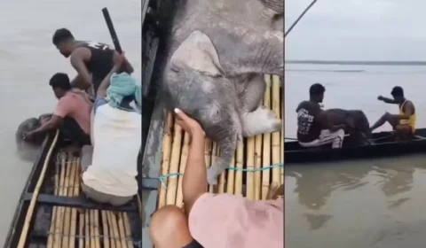 Pescadores salvam bebê elefante de afogamento em rio na Índia