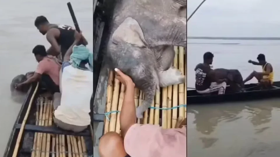 Pescadores salvam bebê elefante de afogamento em rio na Índia
