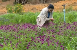 Ervas cultivadas no interior do ES viram chás premiados com ouro na França