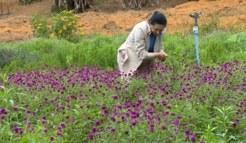 Ervas cultivadas no interior do ES viram chás premiados com ouro na França