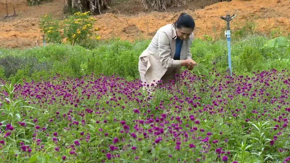 Ervas cultivadas no interior do ES viram chás premiados com ouro na França