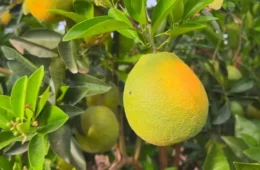 Safra de laranja cresce no interior de SP, mas produtores enfrentam queda nos preços