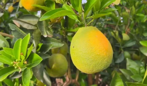 Safra de laranja cresce no interior de SP, mas produtores enfrentam queda nos preços
