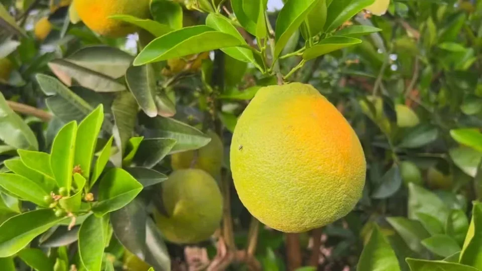 Safra de laranja cresce no interior de SP, mas produtores enfrentam queda nos preços
