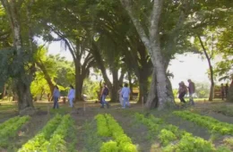 Propriedades e destinos do interior paulista reúnem experiências ligadas ao campo, gastronomia, paisagens naturais e atividades ao ar livre