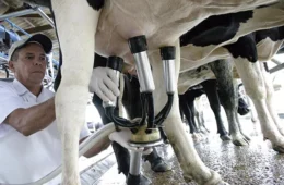 Produção de leite bate recorde no Brasil mesmo com menos vacas ordenhadas