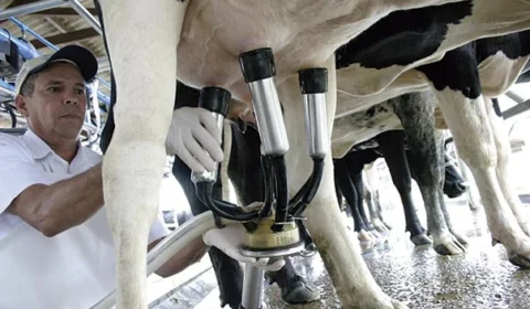 Produção de leite bate recorde no Brasil mesmo com menos vacas ordenhadas