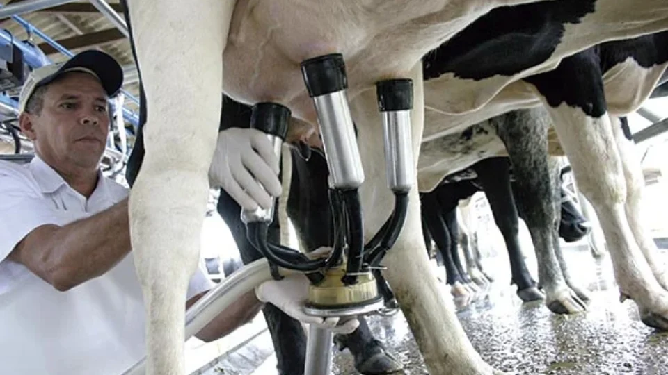Produção de leite bate recorde no Brasil mesmo com menos vacas ordenhadas