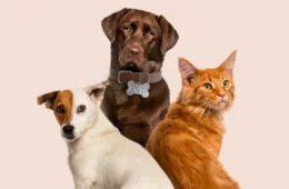 Pets podem ajudar o sistema imunológico? Veja o que dizem os estudos