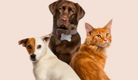 Pets podem ajudar o sistema imunológico? Veja o que dizem os estudos