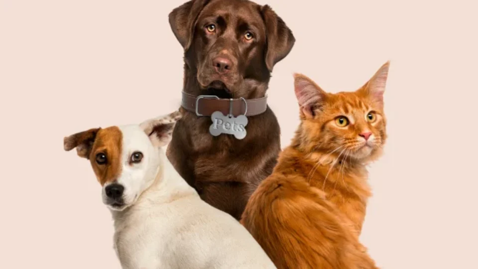Pets podem ajudar o sistema imunológico? Veja o que dizem os estudos