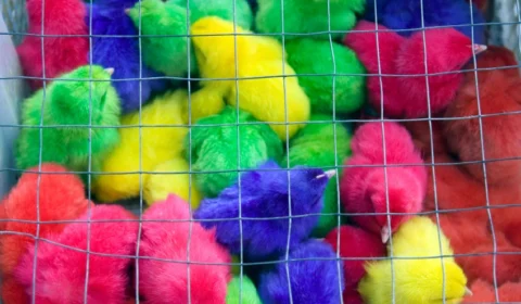 Pintinhos coloridos são vendidos por R$ 10 em feira de Bom Jardim e caso pode configurar maus-tratos