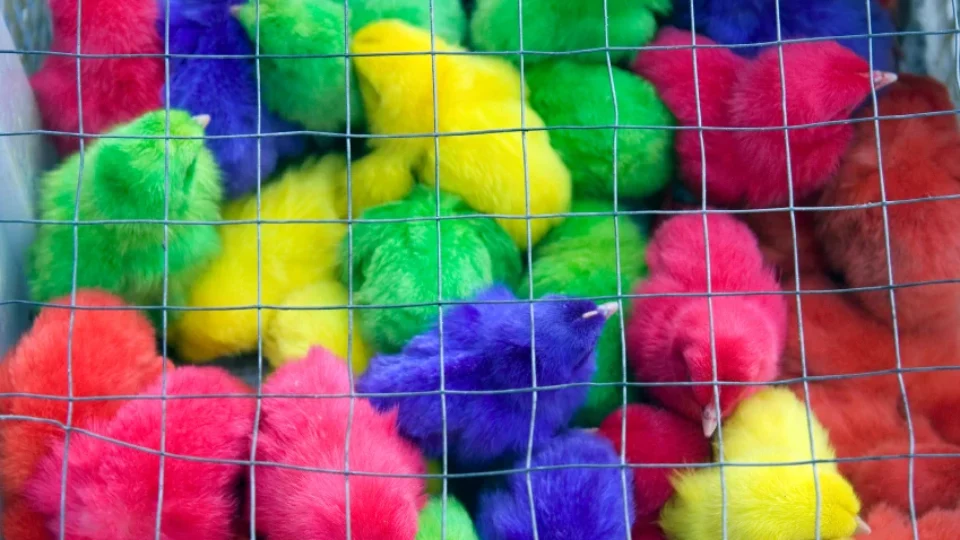 Pintinhos coloridos são vendidos por R$ 10 em feira de Bom Jardim e caso pode configurar maus-tratos