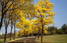 Primavera começa com El Niño muito forte e coloca Brasil diante de calor extremo, seca e temporais